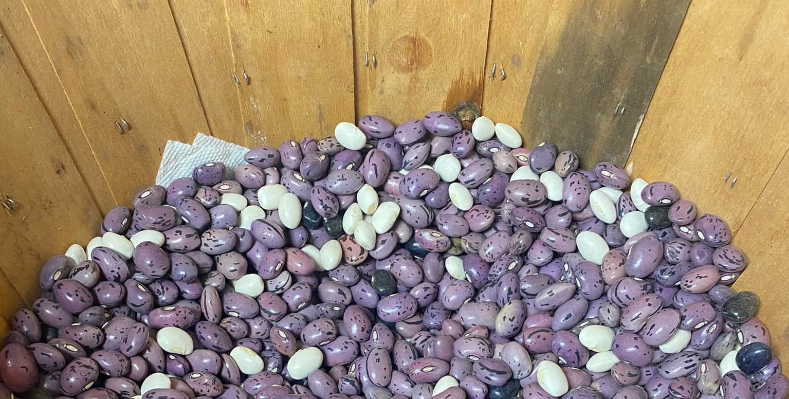 Fremont Beans for sale now!